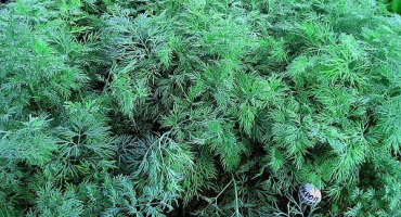 Jak pěstovat kopr aligátor pro bylinky a semena?